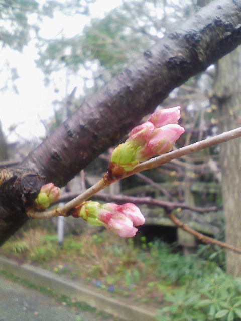 久留米　桜の蕾　櫛原天満宮（神社）