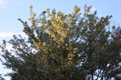 耳納連山の桜